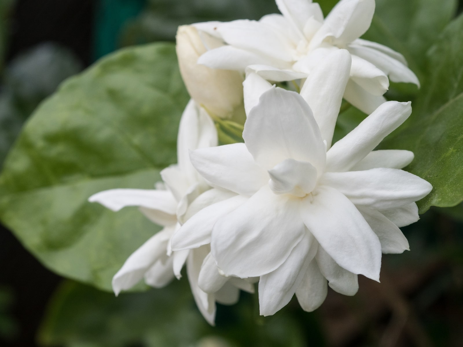 Jasmine Flowers Meaning: What They Symbolise in Love & Life