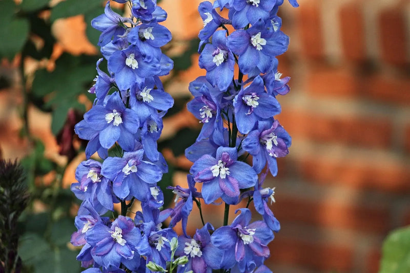 Larkspur Flower Meaning: Unpacking The Secret Symbols
