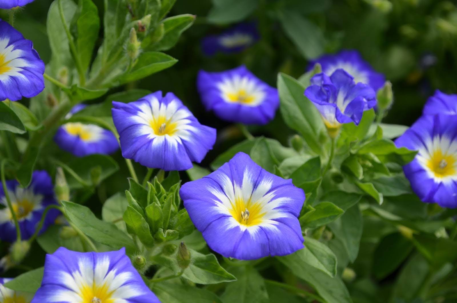 Learn the Morning Glory Flower Meaning & Symbolism Today