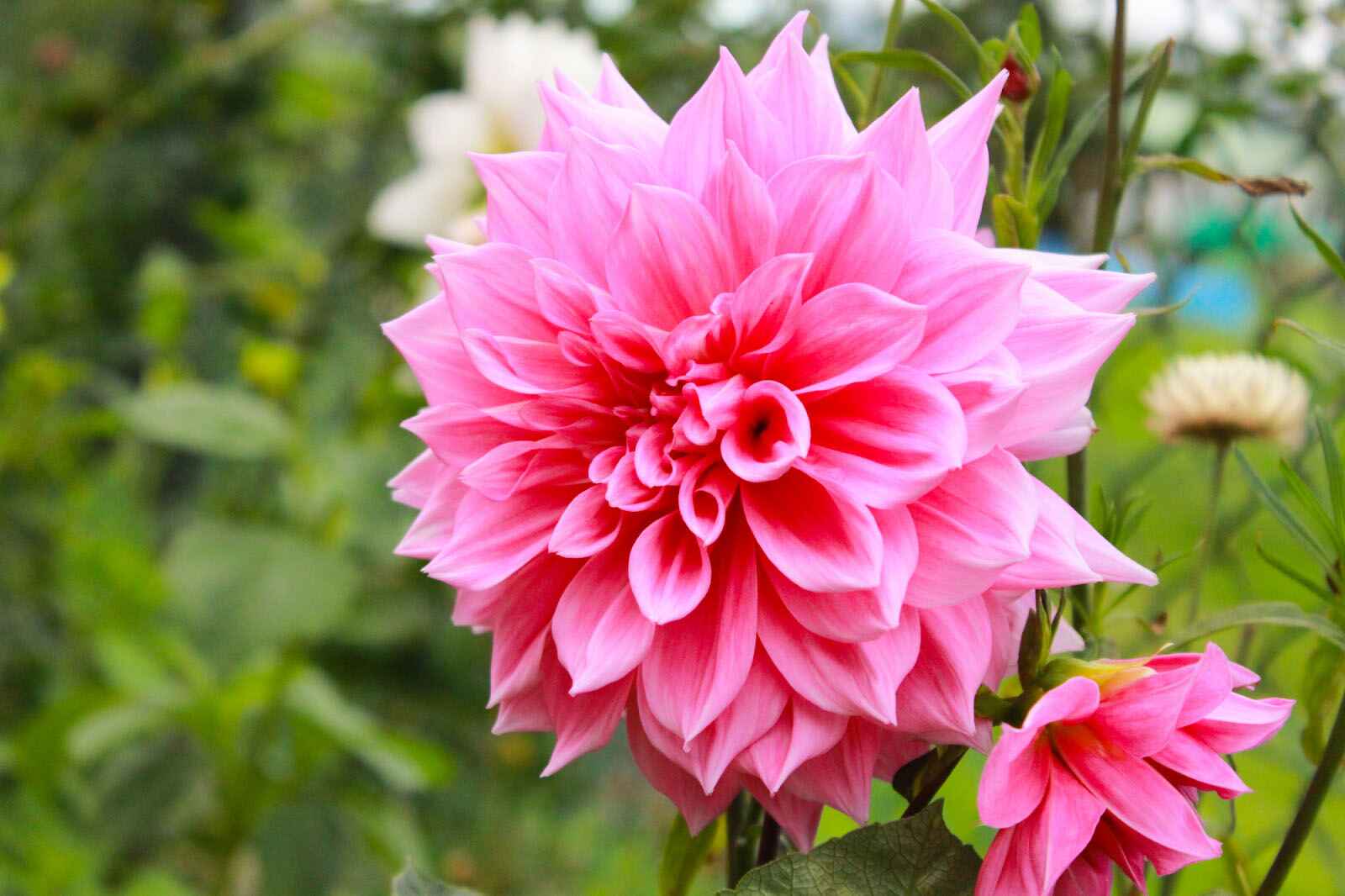 What Do Dahlia Flowers Represent