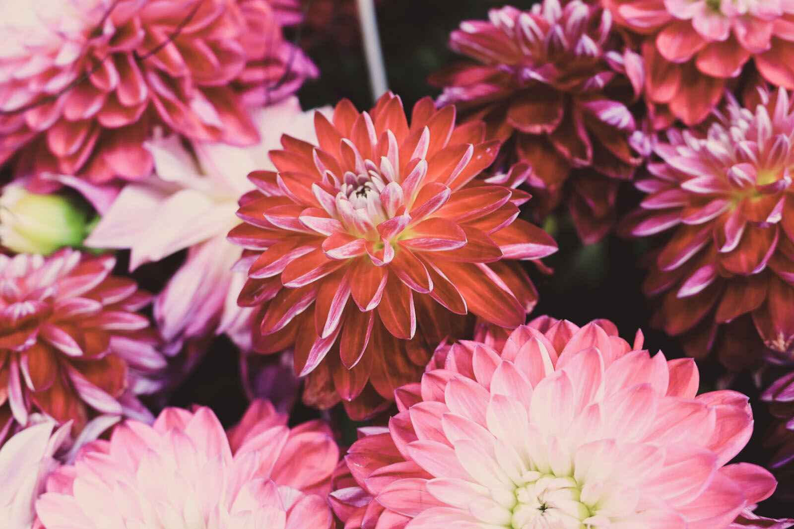 Different Types Of Dahlia Flowers 