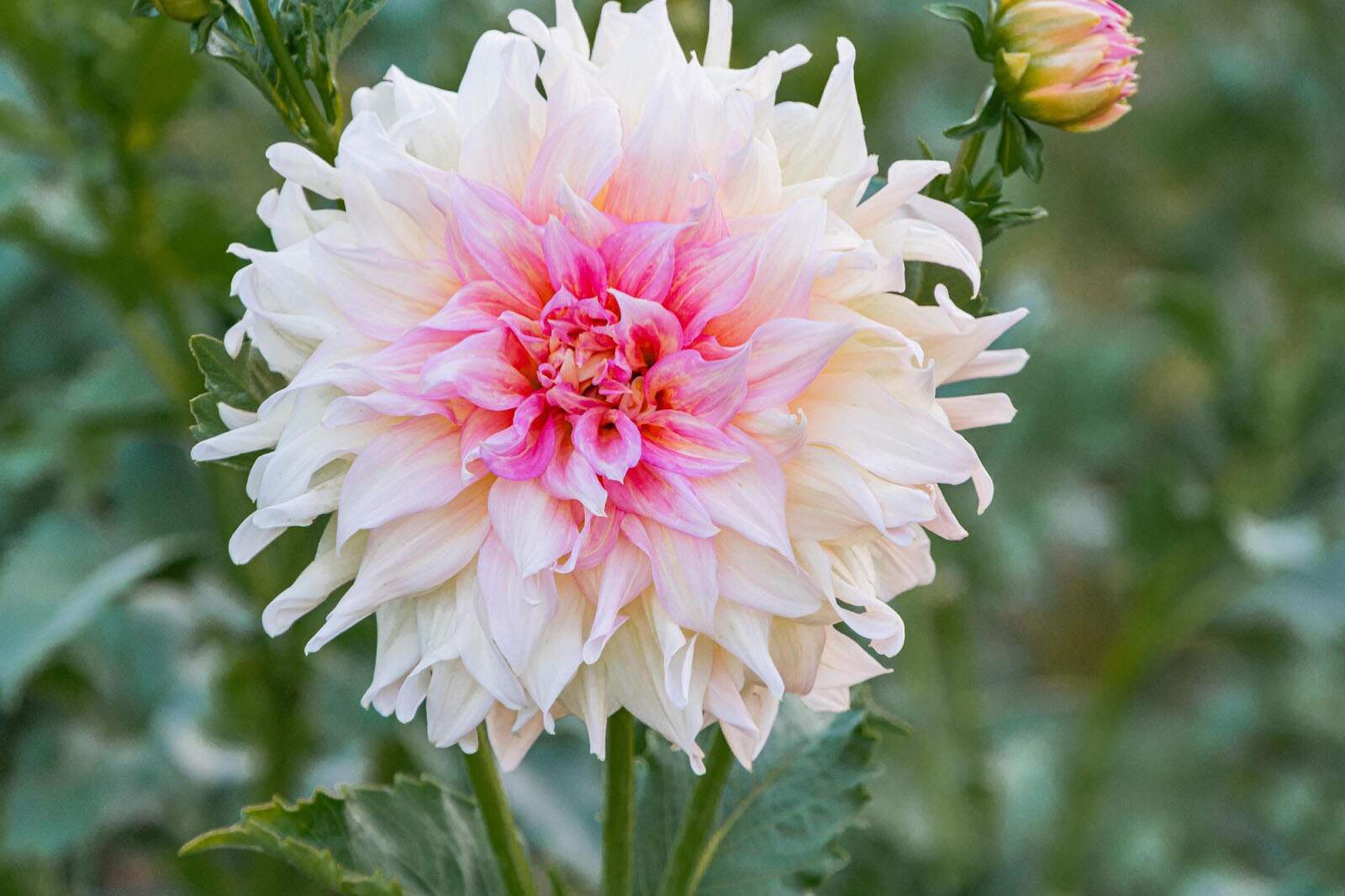 When Is Dahlia Flowers Season?