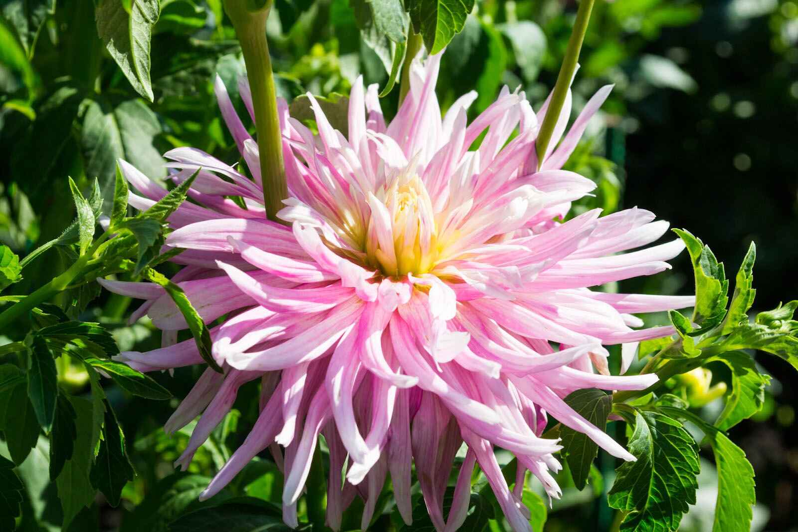 How Long Do Dahlia Flowers Last