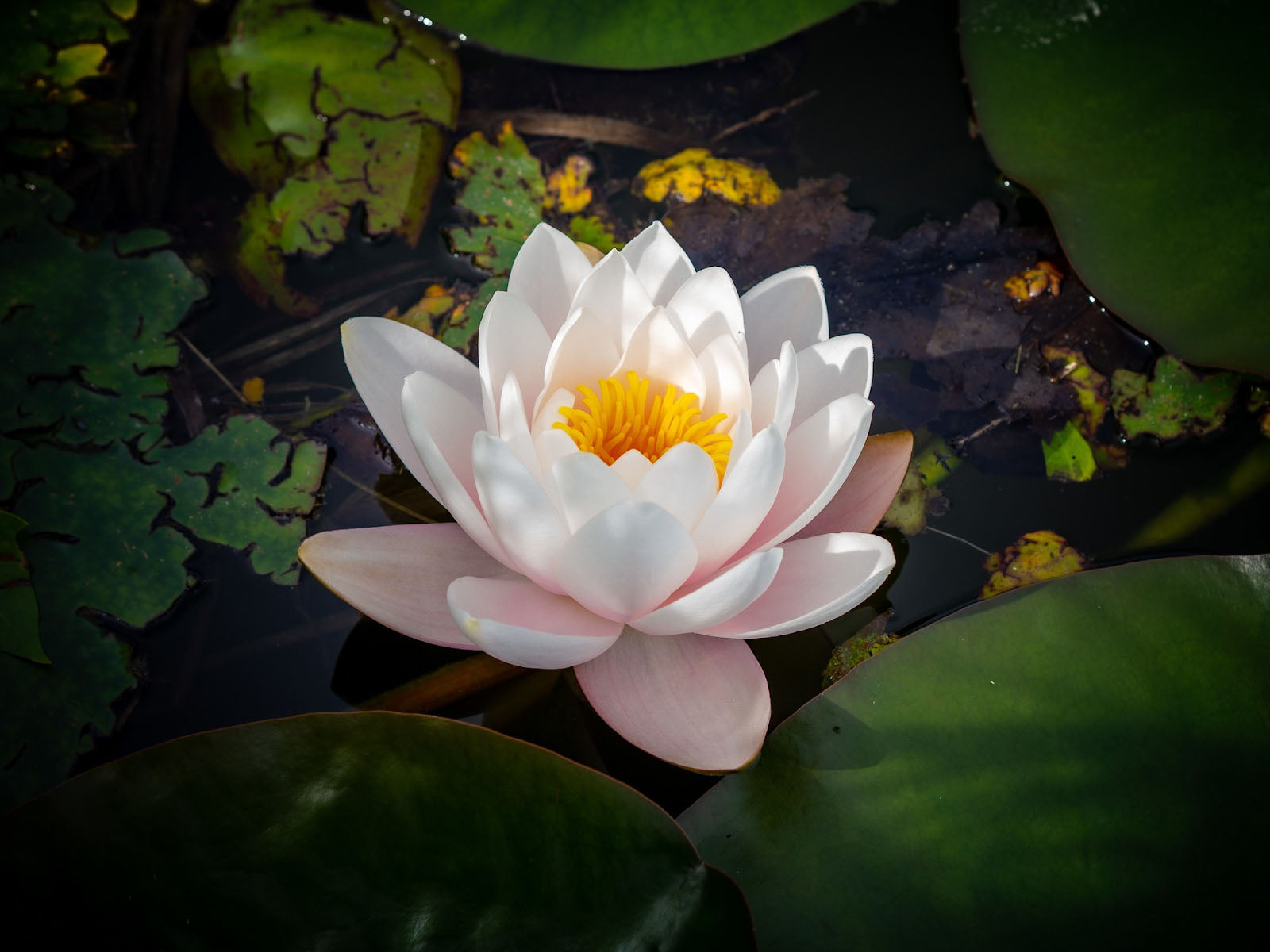What Do Lotus Flowers Represent