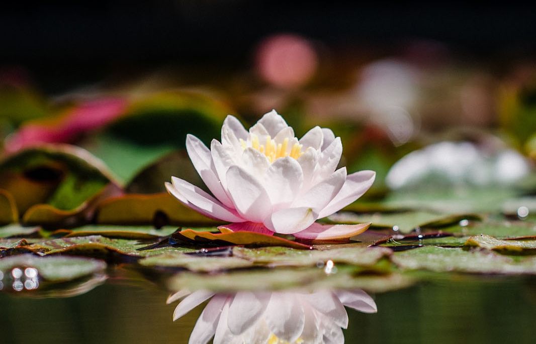 What Season Do Lotus Flowers Bloom? A Guide To Their Growth Cycle