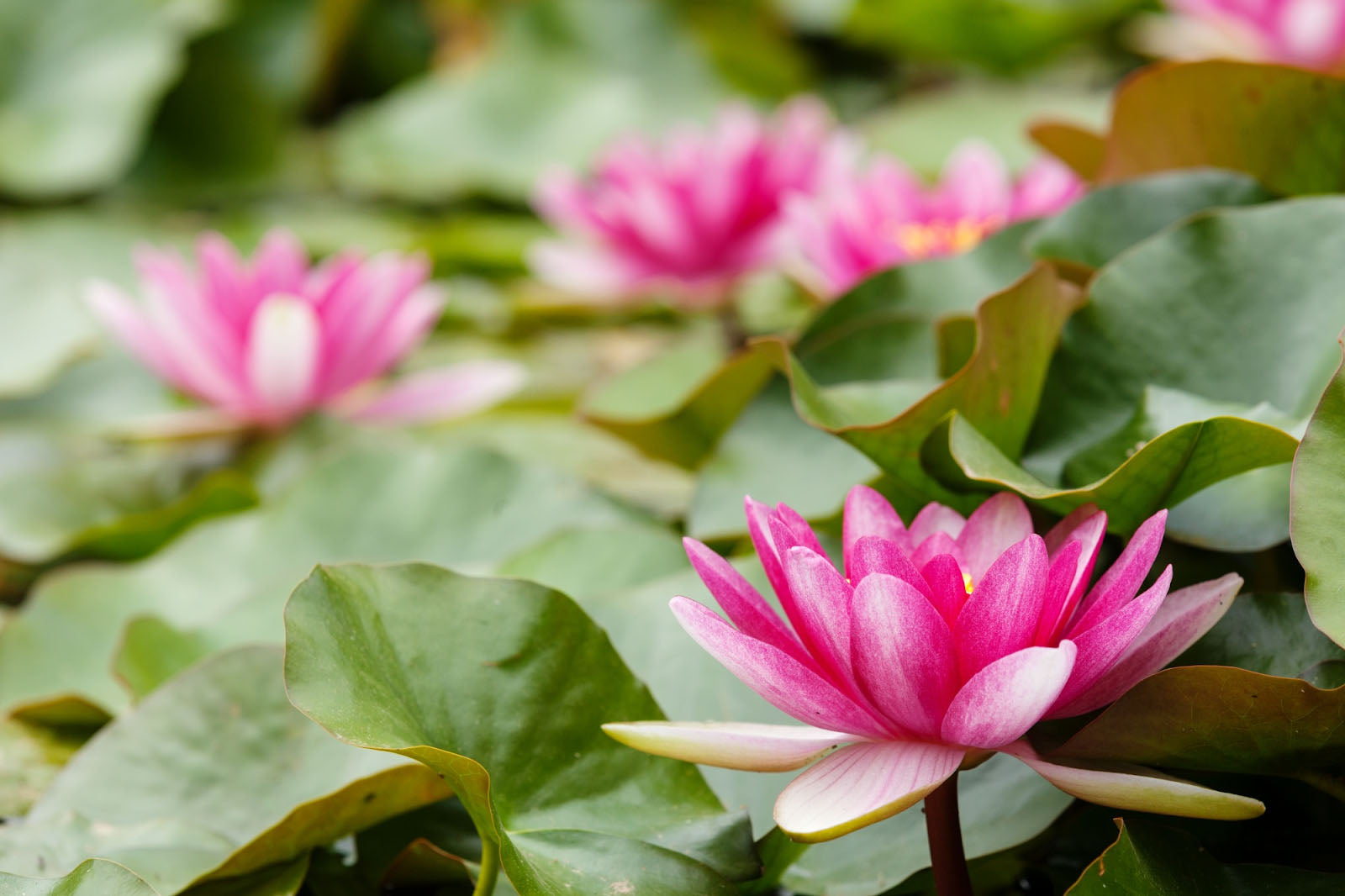Flowers That Look Like Lotus