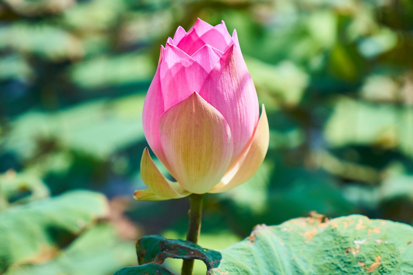 How Long Do Lotus Flowers Last