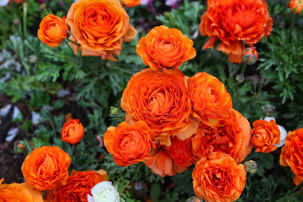Types Of Orange Flowers