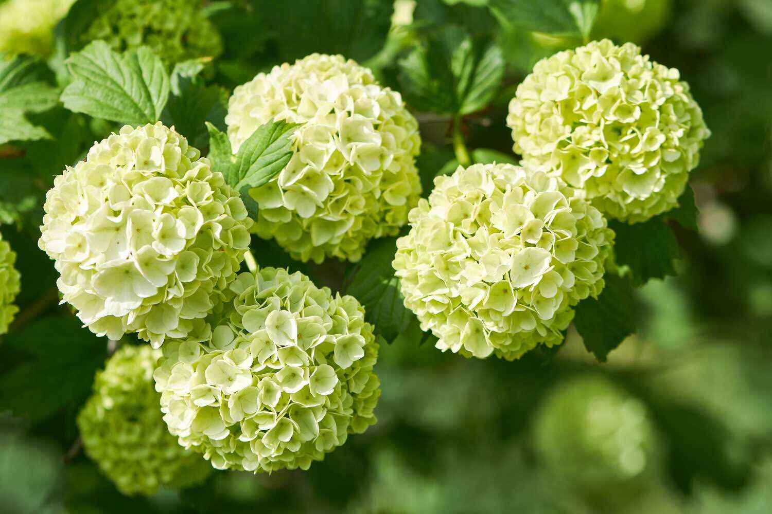 Types Of Green Flowers