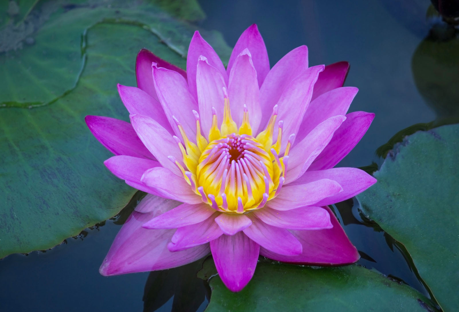 How Many Types Of Lotus Flowers Are There? 50 Varieties You Should Know