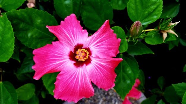 7 Types Of Hibiscus Flowers: Common Favourites To Rare Varieties