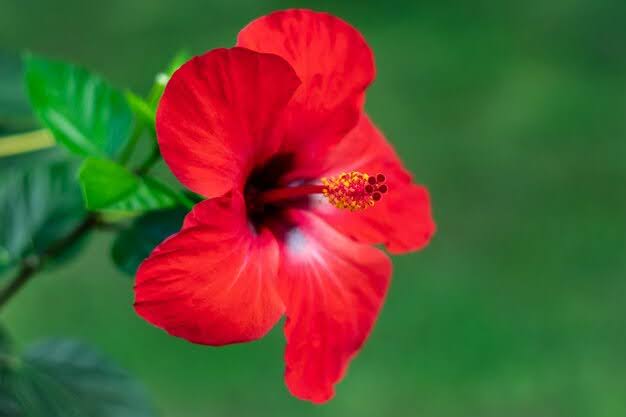What’s The Meaning Of A Hibiscus Flower? Explore Its Symbolism
