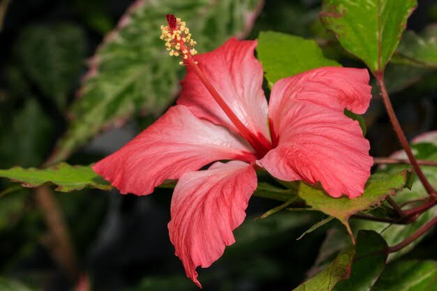 12 Stunning Hibiscus-Looking Flowers You’ll Want To Know