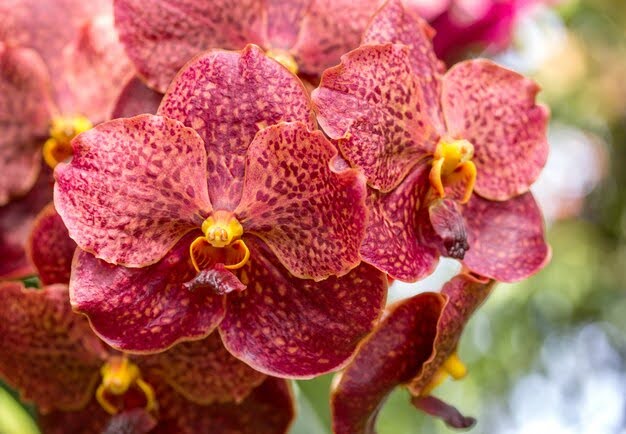 Are Orchids Seasonal? A Guide To Their Blooming Season