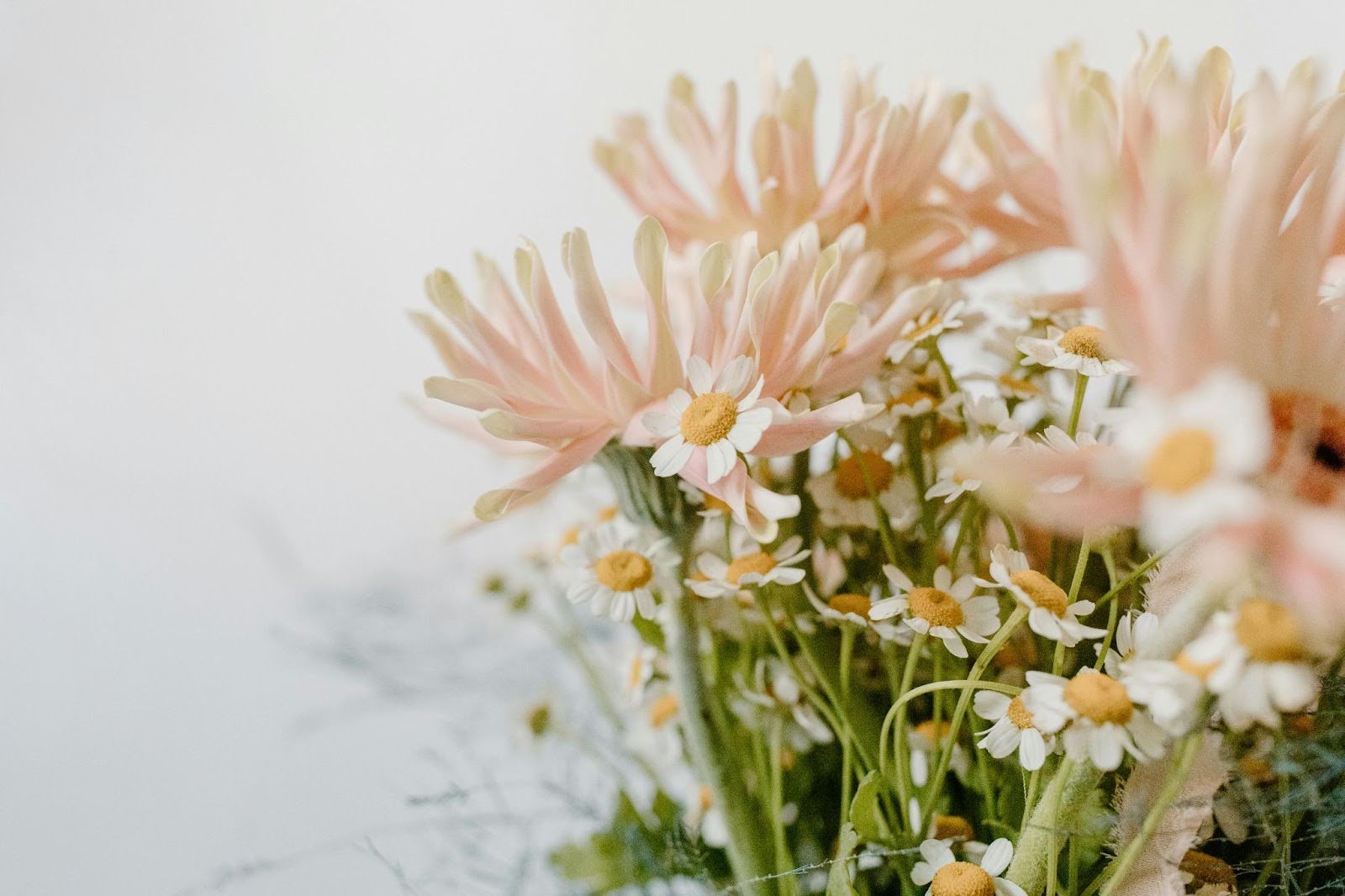 45 Stunning Flowers That Look Like Daisies