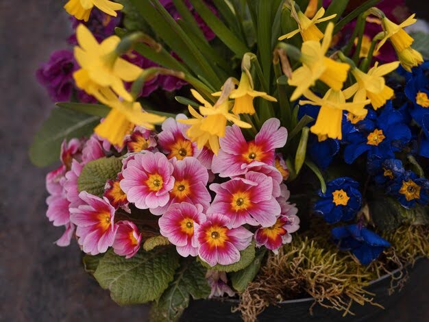 30 Most Popular Flowers In Singapore: A Guide To Beautiful Blooms