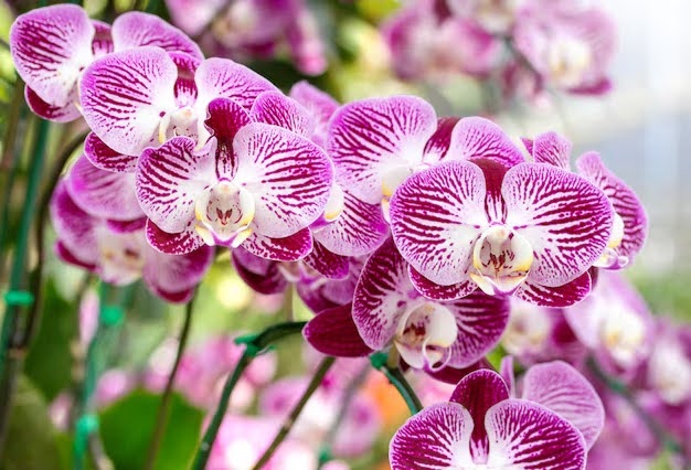How Long Orchids Last & How To Keep Them Fresh Longer