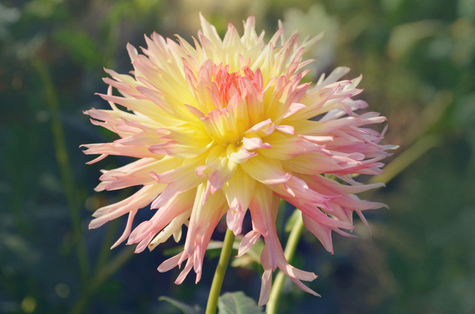 Flowers That Look Like Dahlias
