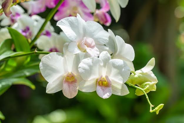 What Flowers Go Well With Orchids? 12 Best Pairings & Tips