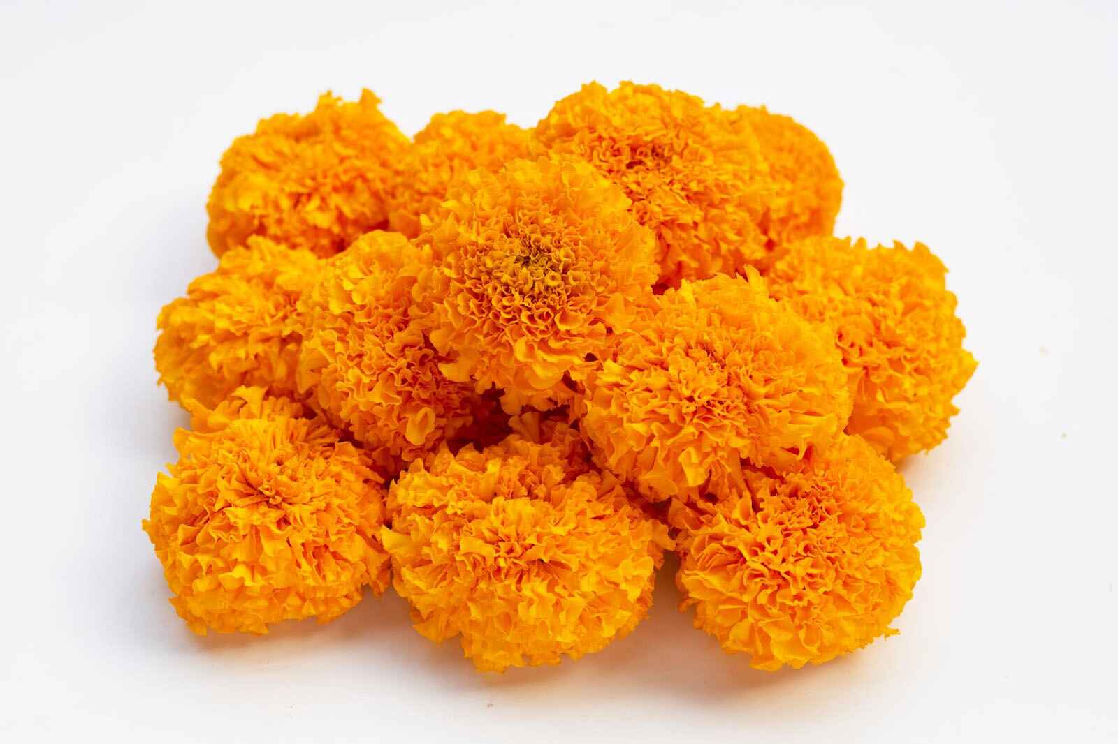 Marigold Flower Meaning: Symbolism, Cultural Significance & Uses