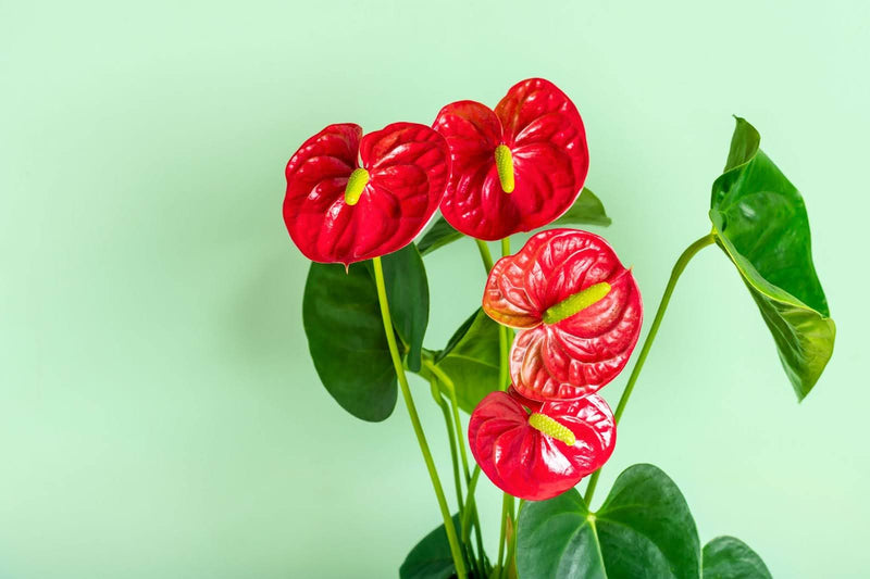 Meaning Of Anthurium Flower: Exotic Beauty & Heartfelt Love