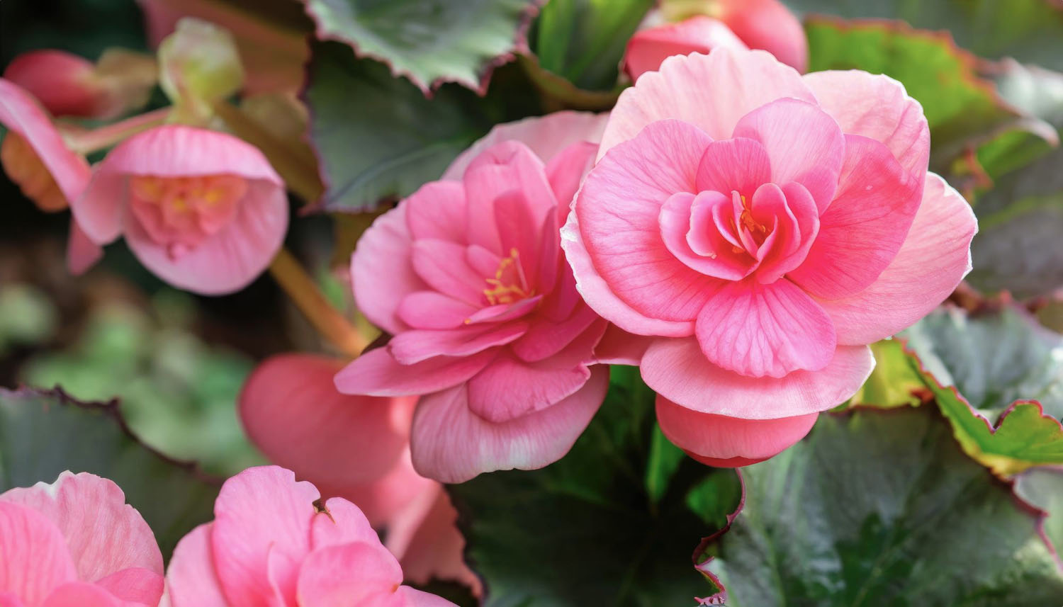 Meaning Of Begonia Flowers: Beauty, Emotions & Symbolism Unfolded