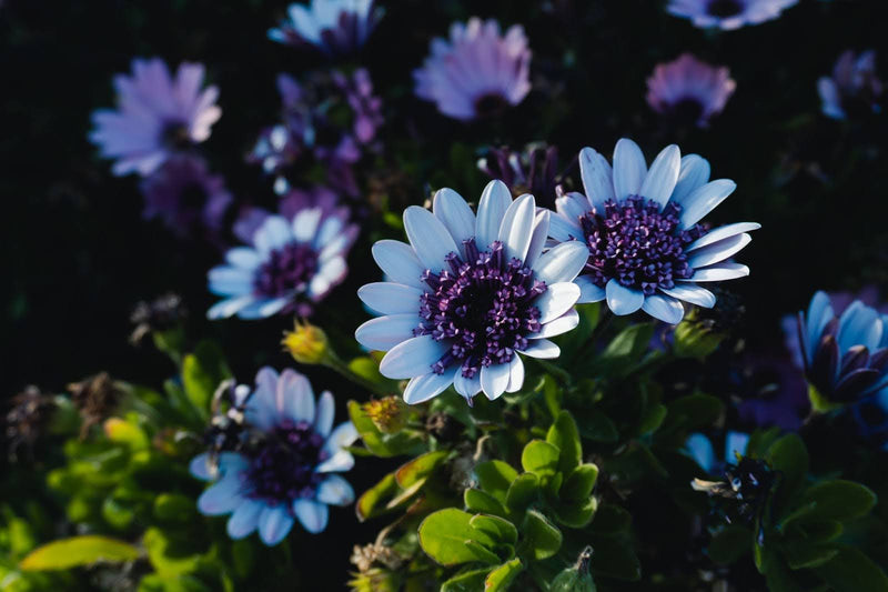 Meaning Of Blue Daisy Flower: Hope, Love & Loyalty In A Bloom