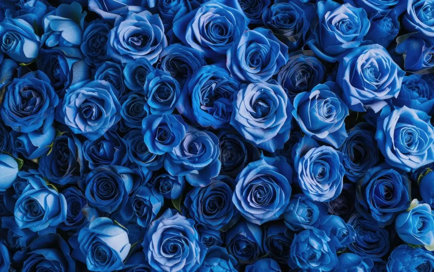Meaning Of Blue Roses: Symbolism And Expert Care Tips In Singapore