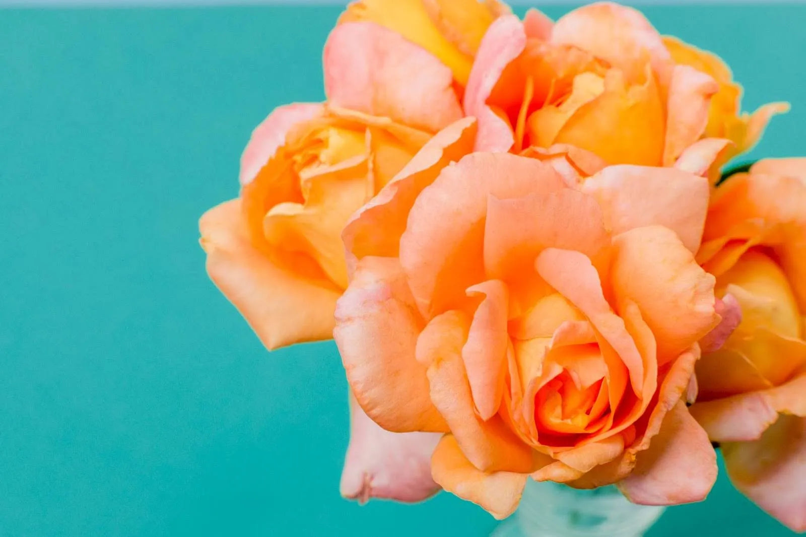 Meaning Of Coral Roses: Symbolism And Expert Care Tips