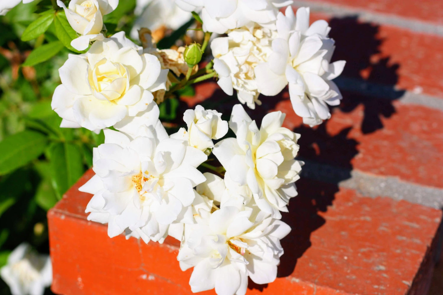 Meaning Of Gardenia Flowers: What They Represent & Why They Matter