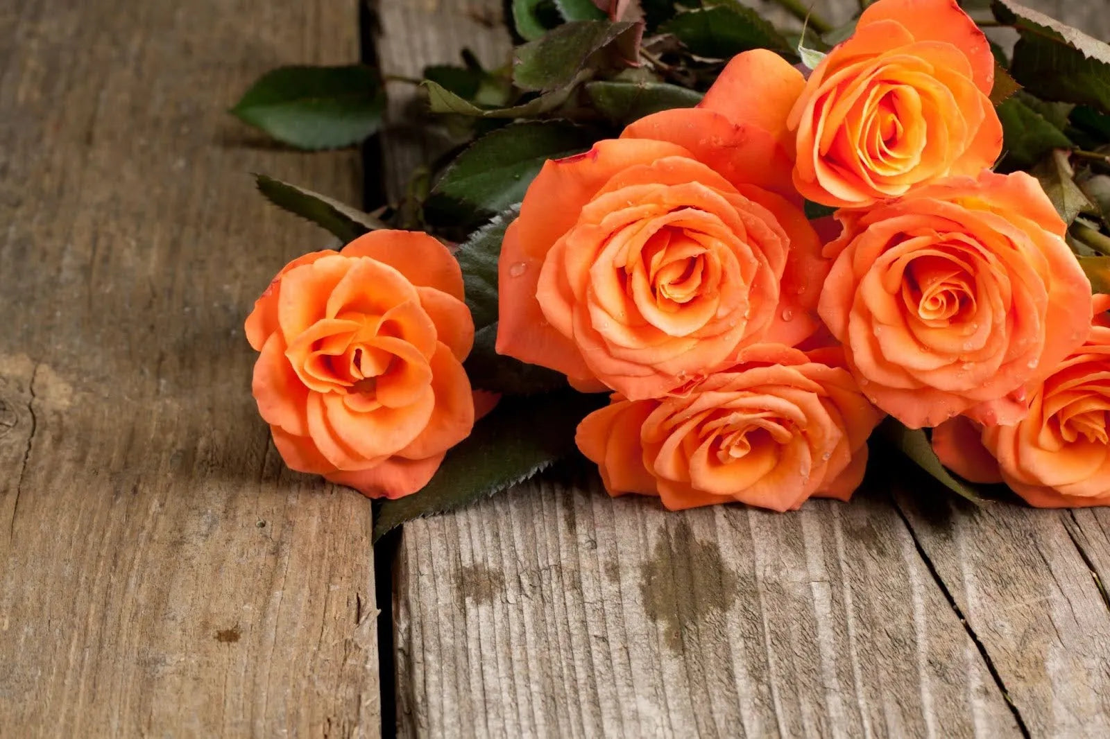 Meaning Of Orange Roses: Symbolism And Care Tips For Singaporeans