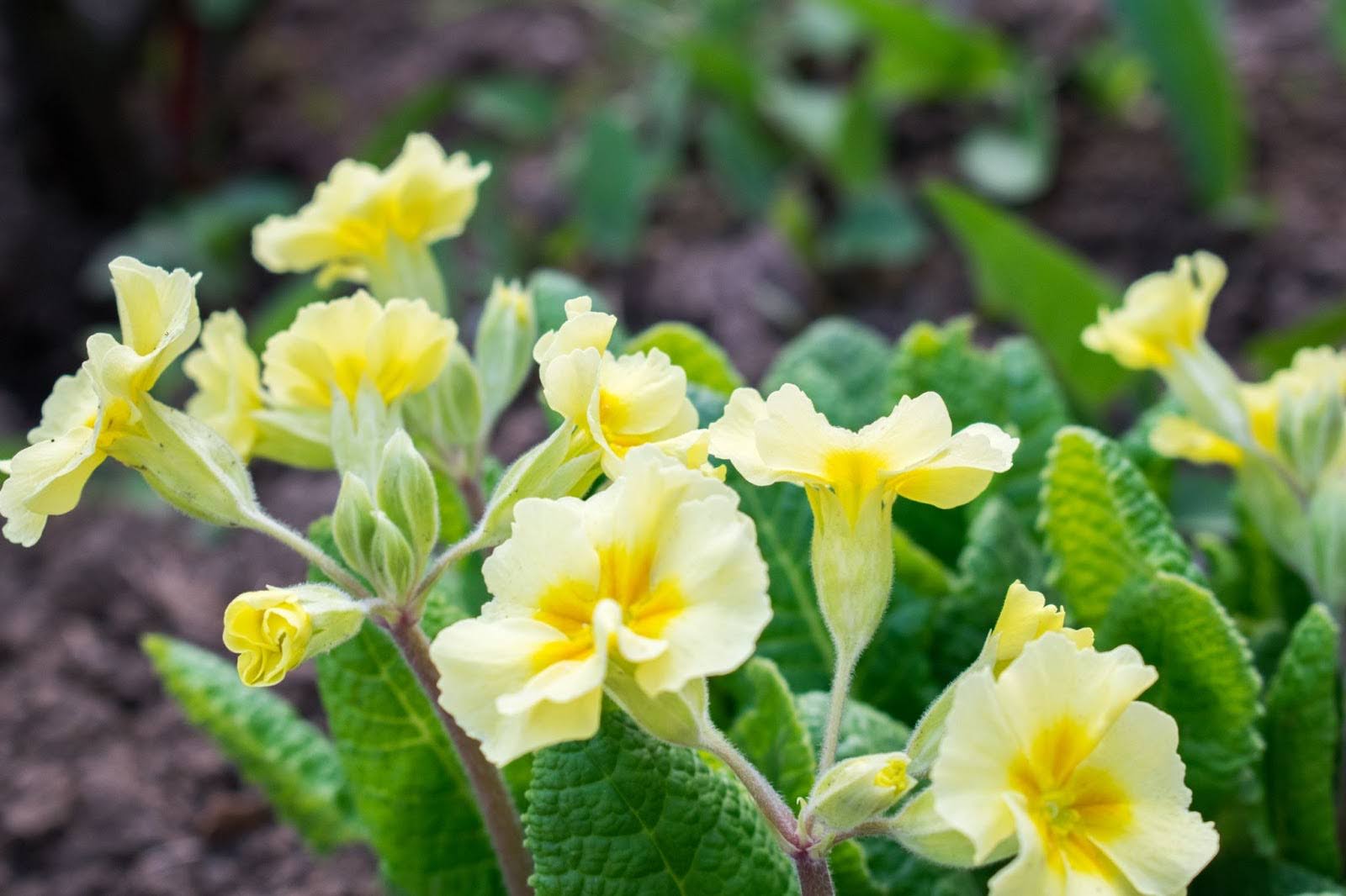 Meaning Of Primrose Flower: Symbolism Of Youth & Eternal Love