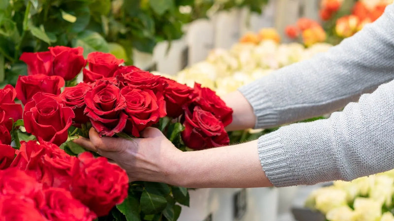 Meaning Of Red Roses: Symbolism And Gift Guide
