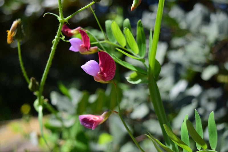 Meaning Of Sweet Pea: The Symbolism Behind These Delicate Blooms