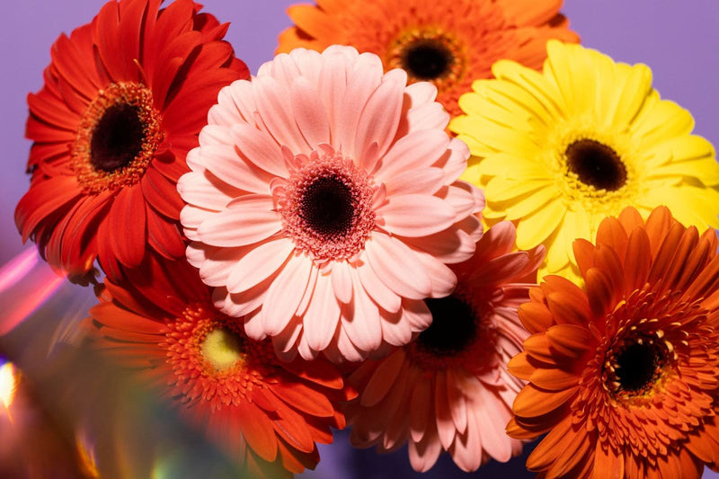 Discover the beautiful meaning of gerbera daisy flowers. Learn what they symbolise by colour and how to care for your cheerful bouquet. Perfect for any occasion!