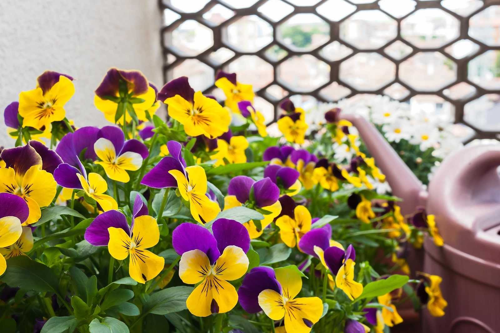 Pansy Flower Care: 8 Expert Tips for Vibrant, Long-Lasting Blooms