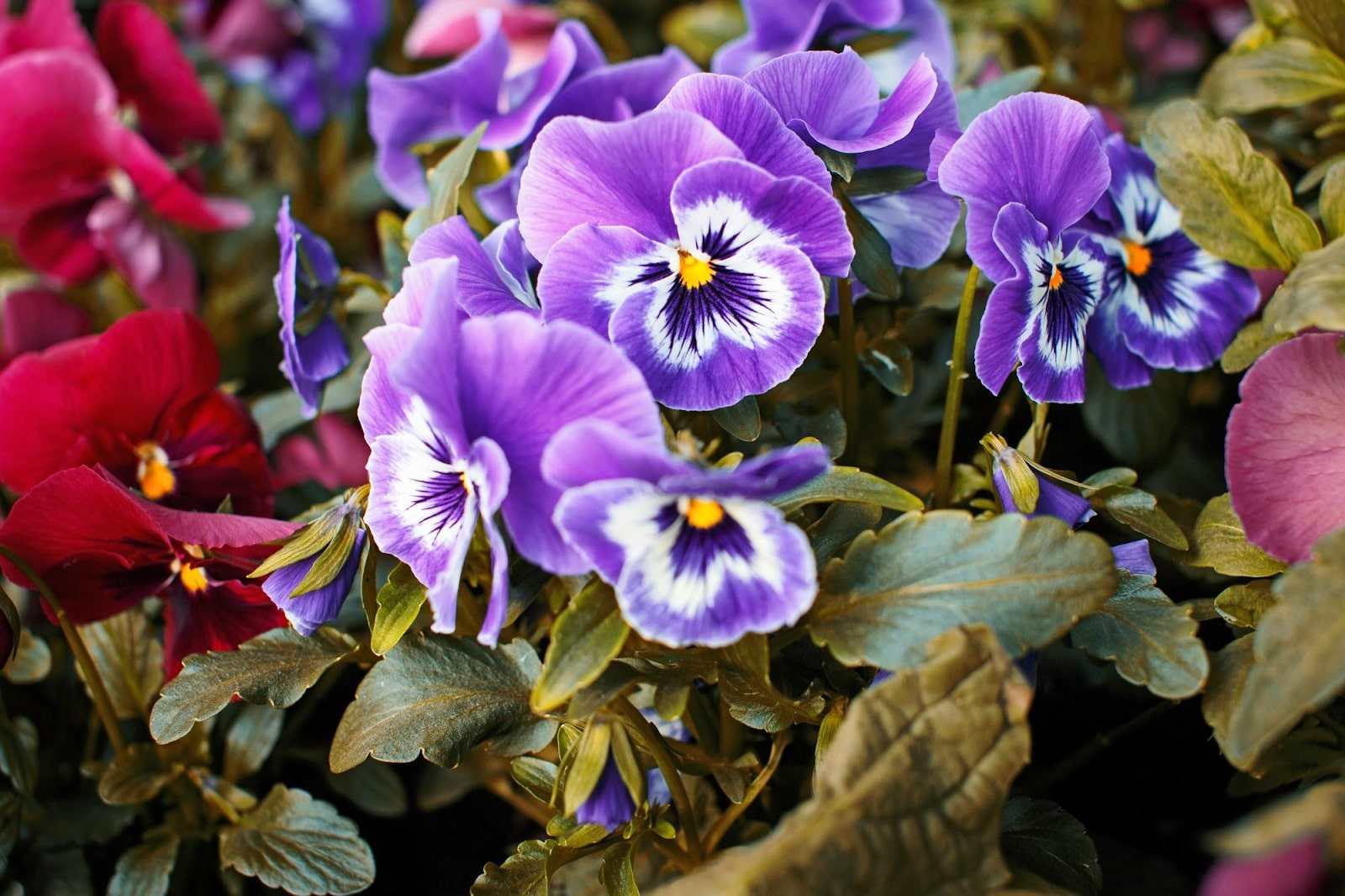 Pansy Flower Meaning: What It Symbolises in Love, Life, and Colour