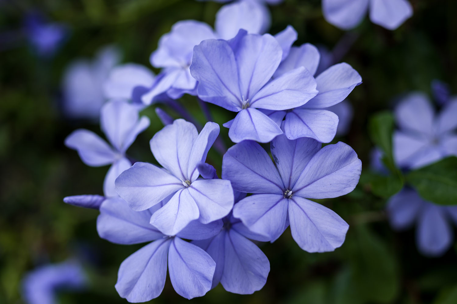 Periwinkle Flowers And Their Meaning In Everyday Life