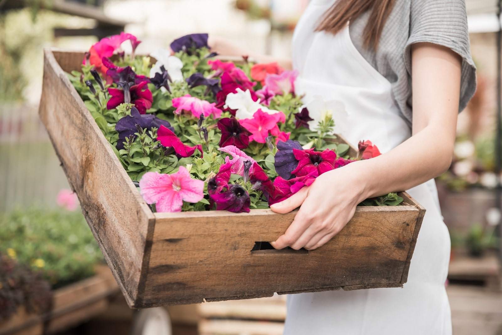Petunia Flower Care: How To Keep Petunias Healthy And Blooming Petunias
