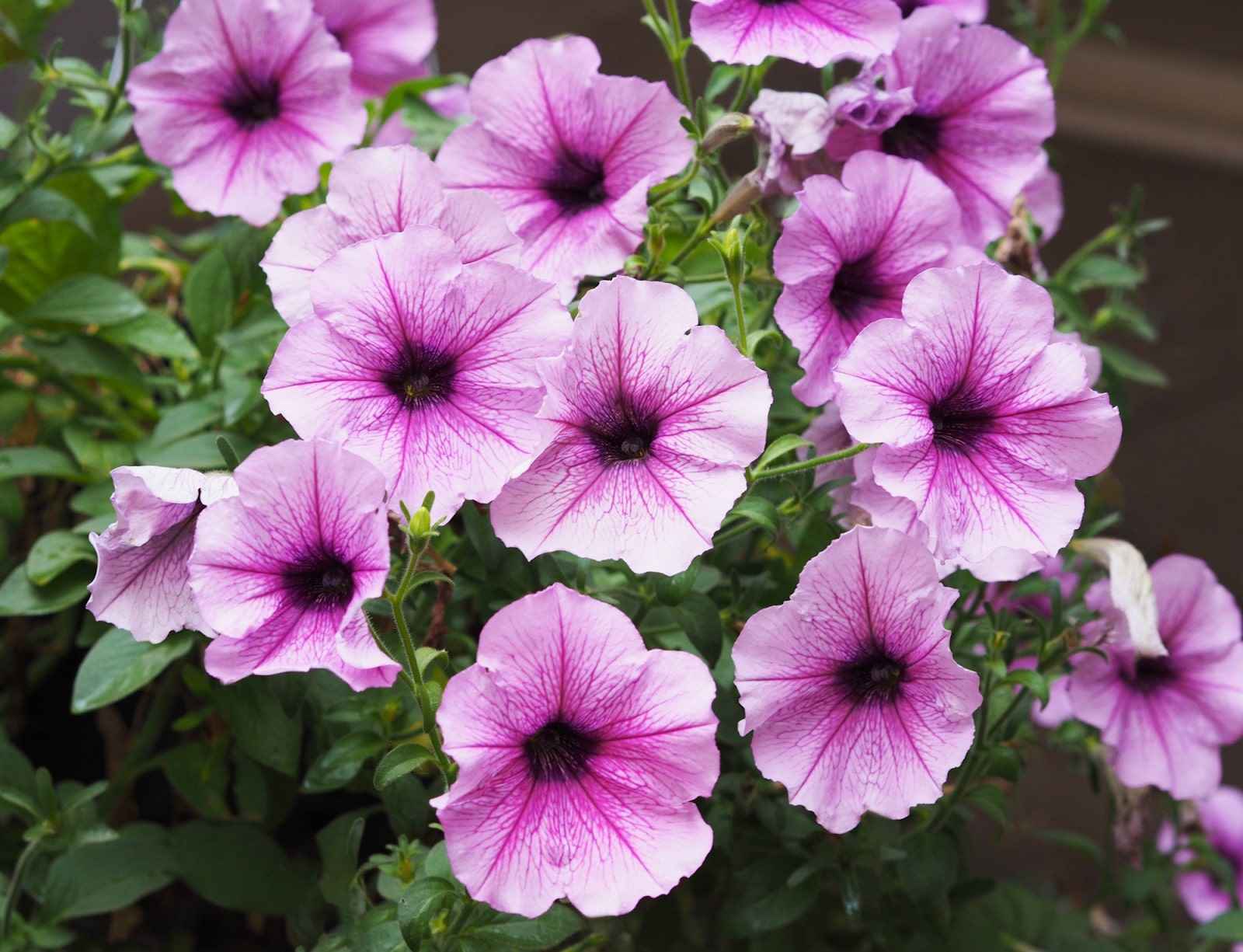 Petunia Meaning: What This Flower Really Symbolises