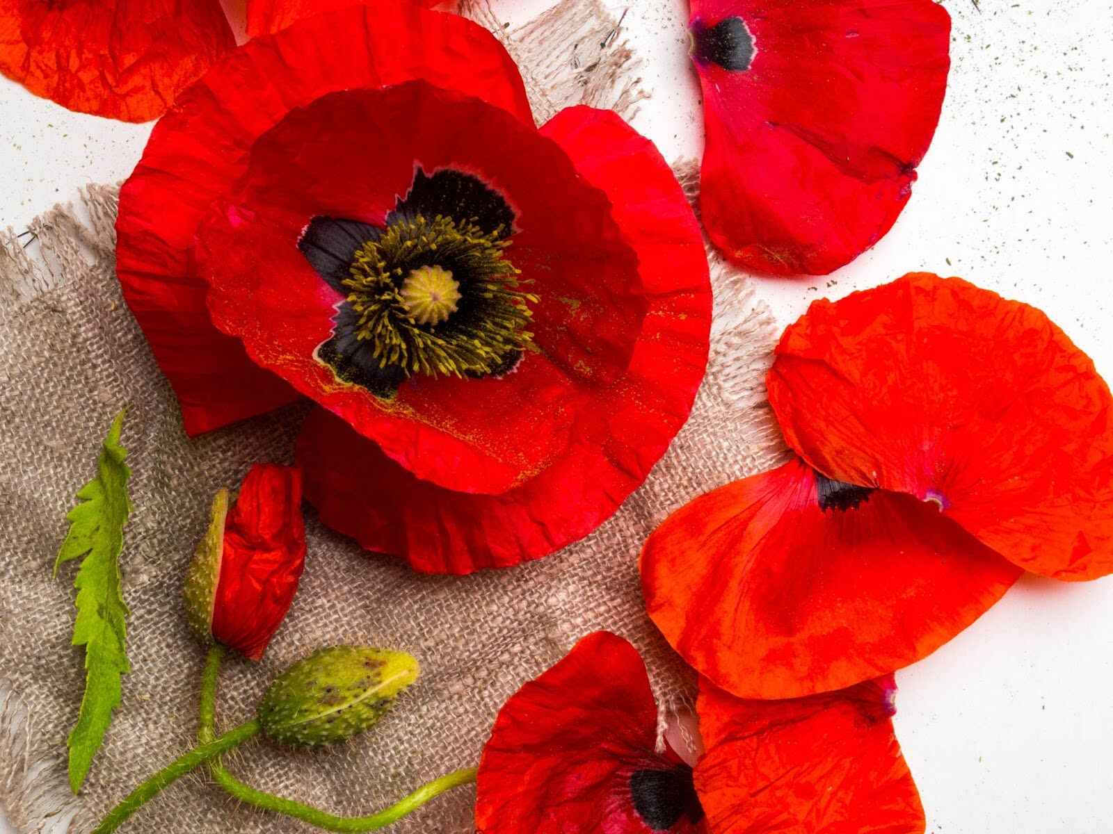 Poppy Flowers Meaning: A Guide to Symbolism and Gifting