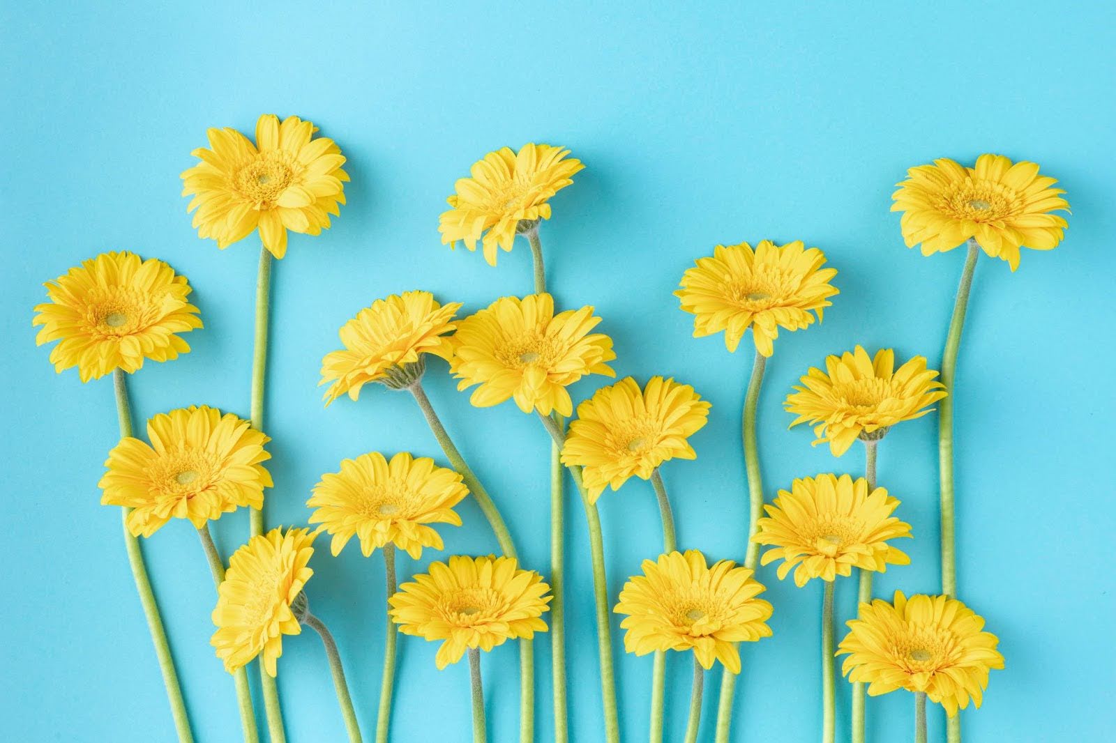 Popular Flowers Mistaken for Dandelions