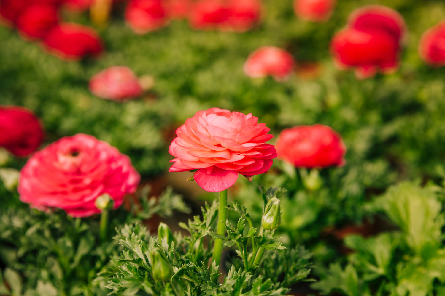 Ranunculus Flower Meaning: Love, Charm, and Radiance