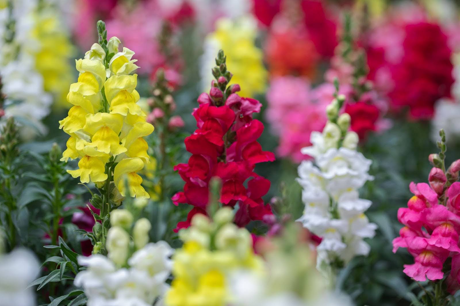 Snapdragon Flower Meaning: Symbolism, Colors & History
