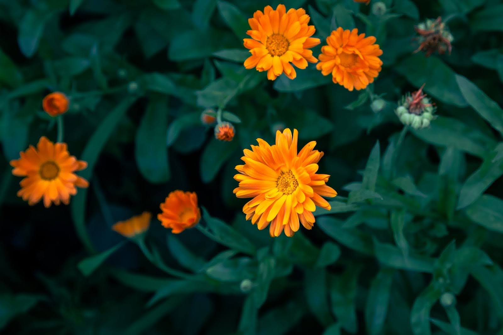 The Meaning Of Calendula Flower: Sunshine, Joy & Healing