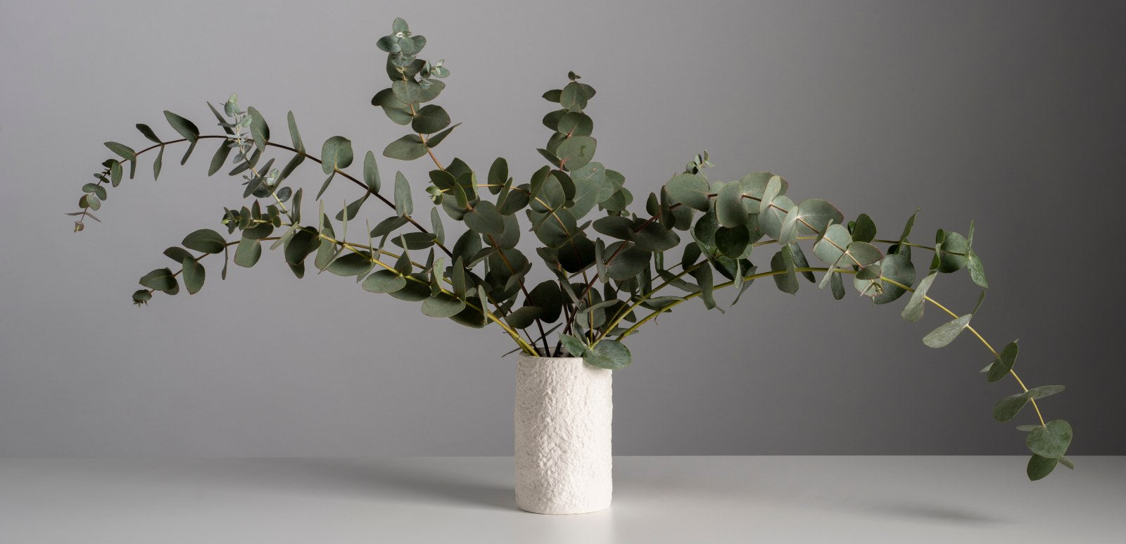 The Meaning Of Eucalyptus Flower: Healing, Focus & Beauty