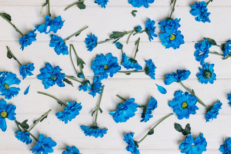 The Meaning Of Forget-Me-Nots: The Tiny Flower With A Big Promise