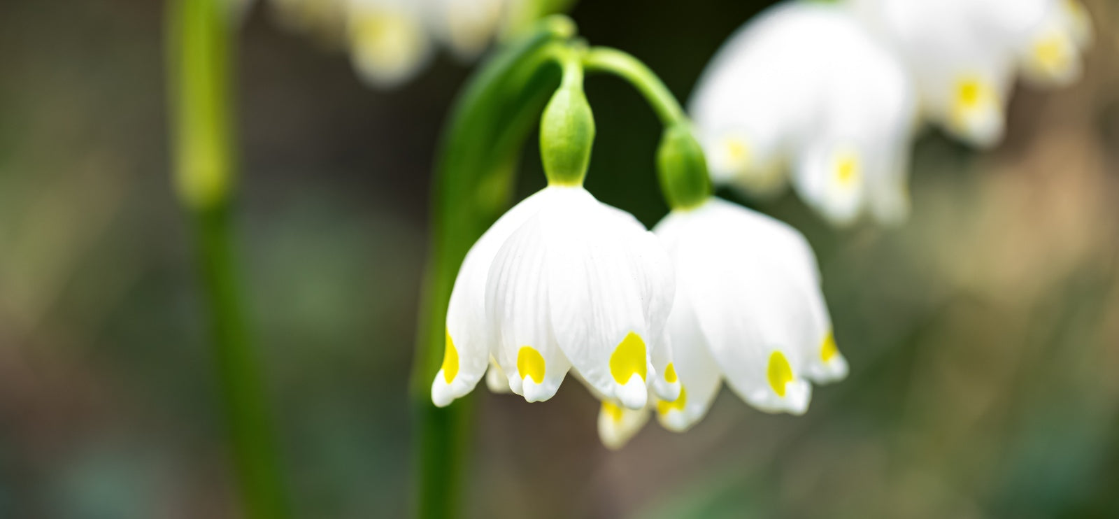The Meaning Of Lily Of The Valley: Sweetness, Luck & More