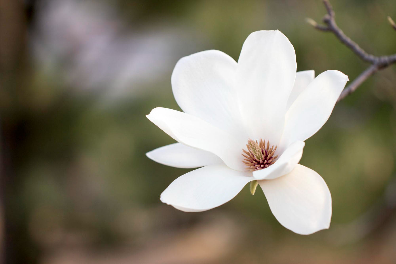 The Meaning Of Magnolia Flowers: A Bloom Full Of Grace