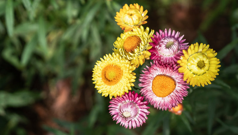 The Meaning Of Strawflower Spiritual: A Guide To Everlasting Love